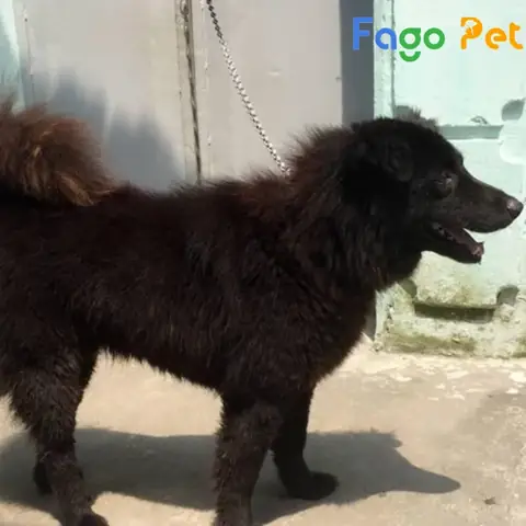 Ưu Điểm Khi Lựa Chọn Mua Chó Bắc Hà Đen Tuyền Tại Fago Pet