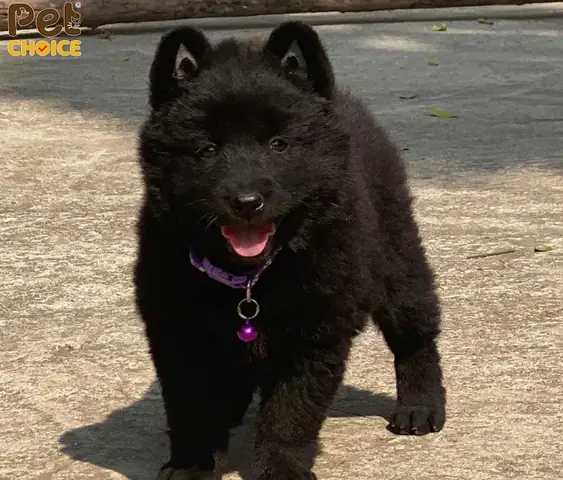 Chó Bắc Hà Đen Tuyền Trong Văn Hóa