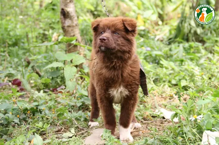 Nguồn Gốc Của Chó Bắc Hà