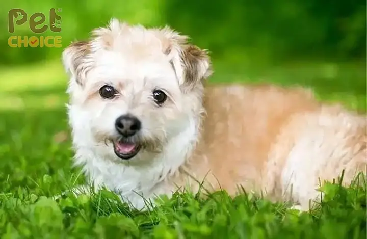 Vì Sao Chó Poodle Thường Được Lai Tạo Với Các Giống Khác?