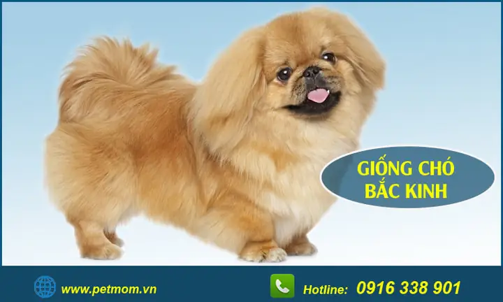 Chăm Sóc Chó Bắc Kinh