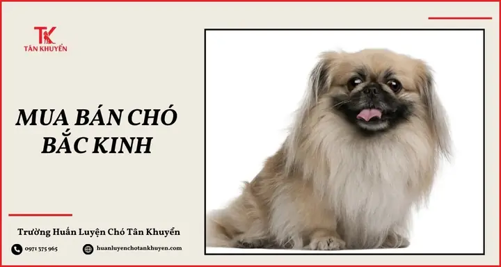 Chó Bắc Kinh Mini