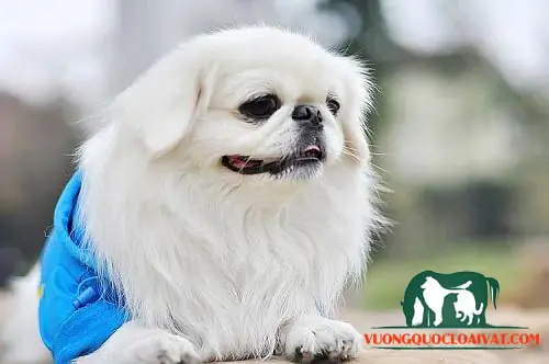 Giai Đoạn >6 Tháng Tuổi Giai Đoạn >6 Tháng Tuổi