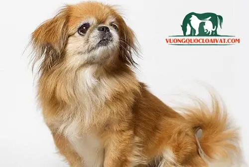 Nguồn Gốc, Xuất Xứ Giống Chó Bắc Kinh Thuần Chủng Nguồn Gốc, Xuất Xứ Giống Chó Bắc Kinh Thuần Chủng