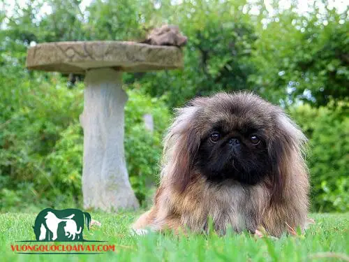 Đặc Điểm Ngoại Hình Chó Xù Bắc Kinh Đặc Điểm Ngoại Hình Chó Xù Bắc Kinh