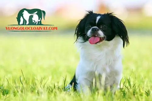 Chó Bắc Kinh Nhập Từ Thái Lan Chó Bắc Kinh Nhập Từ Thái Lan