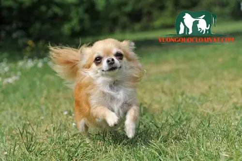 Huấn Luyện Chó Chạy Theo Huấn Luyện Chó Chạy Theo