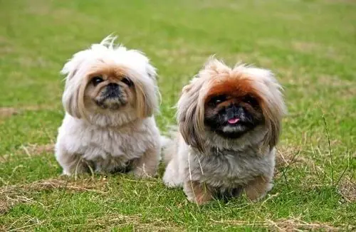 Chó Bắc Kinh Thuần Chủng Có Khó Nuôi Không? Chó Bắc Kinh Thuần Chủng Có Khó Nuôi Không?