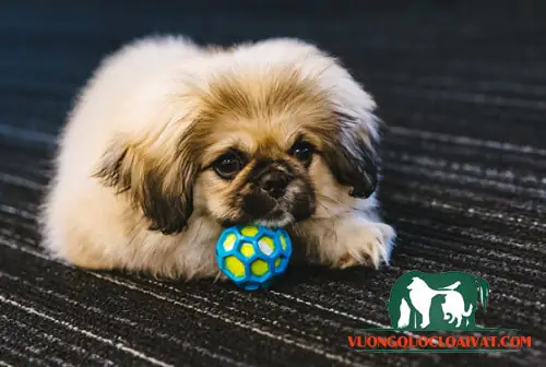 Đặc Điểm Tính Cách Chó Bắc Kinh Mini Đặc Điểm Tính Cách Chó Bắc Kinh Mini