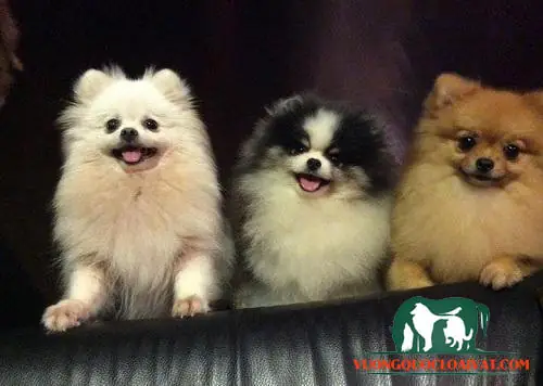 Vệ Sinh Chăm Sóc Lông Vệ Sinh Chăm Sóc Lông