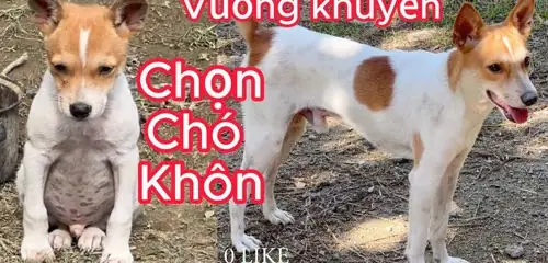 Chó Bạch Cẩu Hoàng Đầu: Đặc Điểm, Phân Loại Và Ý Nghĩa Trong Văn Hóa Á Đông