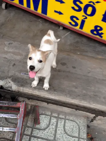 Chó Bạch Cẩu Hoàng Đầu: Đặc Điểm, Phân Loại Và Ý Nghĩa Trong Văn Hóa Á Đông