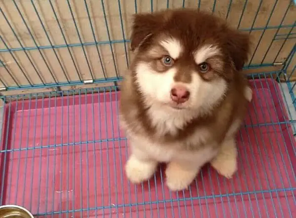 Kinh Nghiệm Chăm Sóc Chó Mèo Sau Khi Mua Tại Chợ Uy Tín Kinh Nghiệm Chăm Sóc Chó Mèo Sau Khi Mua Tại Chợ Uy Tín