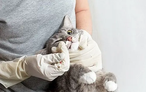 Bao Lâu Nên Xổ Giun Mèo Một Lần?