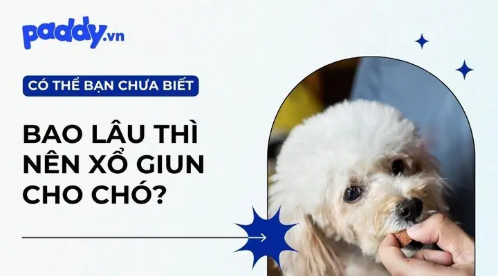 Chó Trưởng Thành Khi Nào? Tìm Hiểu Giai Đoạn Phát Triển Toàn Diện
