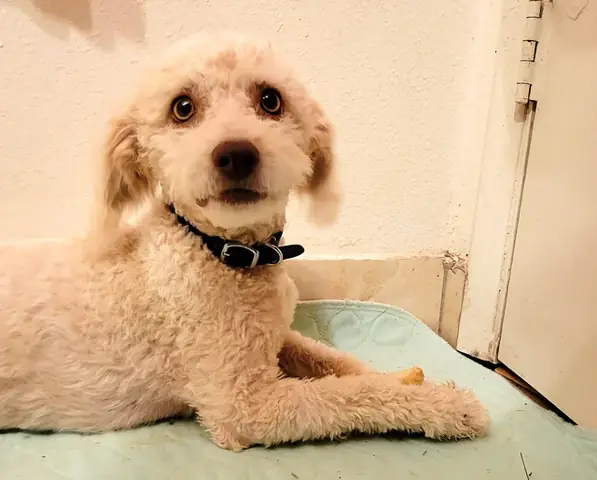 Chó Trưởng Thành Khi Nào? Tìm Hiểu Giai Đoạn Phát Triển Toàn Diện