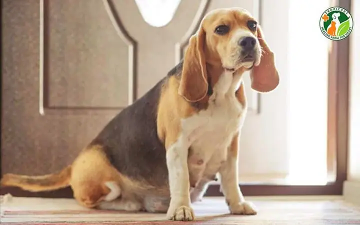 Chó Chửa Bao Nhiêu Ngày Thì Đẻ?