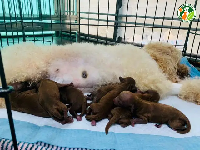 Khi Nào Cần Đưa Chó Đến Bệnh Viện Thú Y?