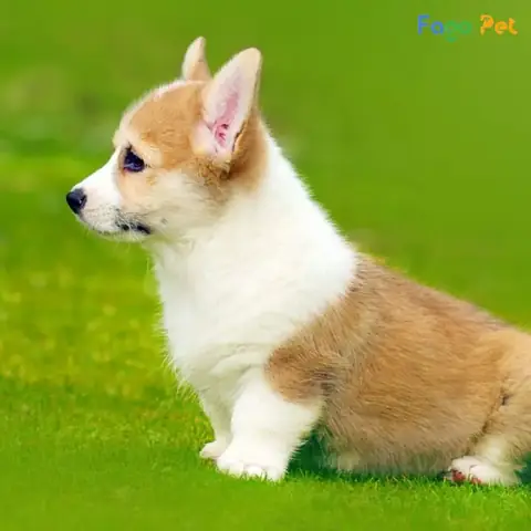 Thời Điểm Vàng Để Huấn Luyện Chó