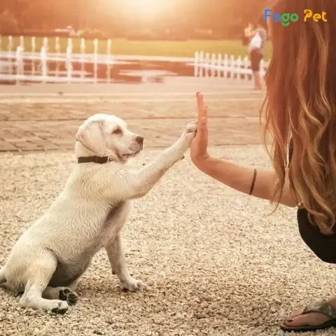 Chó Mấy Tháng Thì Huấn Luyện Được