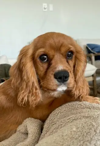 Chó Bao Nhiêu Tuổi Thì Đẻ Được? Cẩm Nang Từ A Đến Z Cho Chủ Nuôi