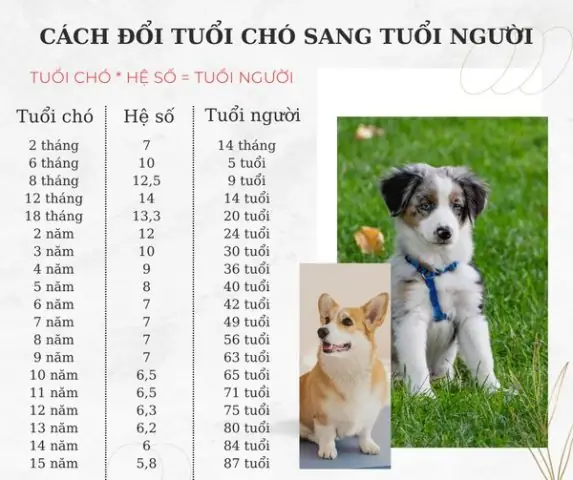 Lý Do Không Nên Cho Chó Đẻ Ở Lần Động Dục Đầu Tiên