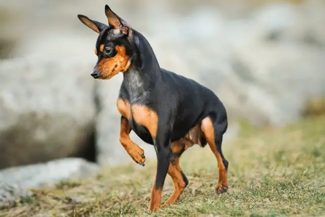 Doberman Pinscher