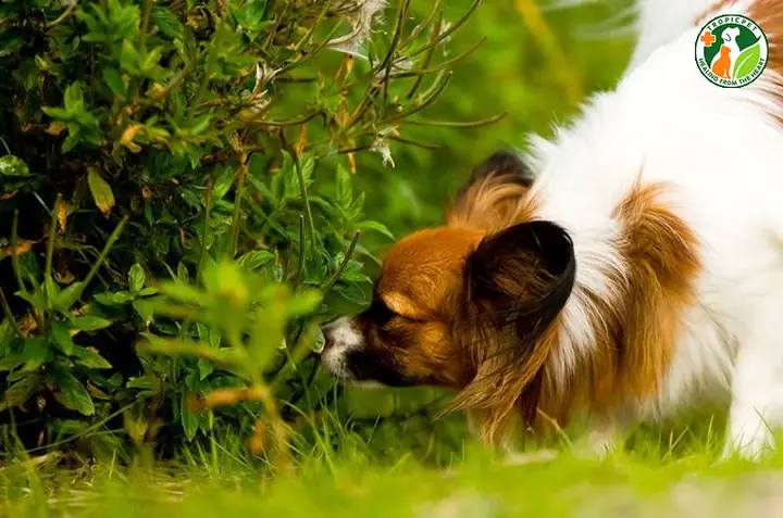 Chó Có Biết Bắt Chuột Không? Chó Có Biết Bắt Chuột Không?