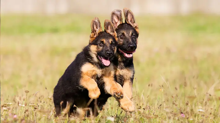 Chế Độ Dinh Dưỡng Của Chó Becgie Theo Giai Đoạn