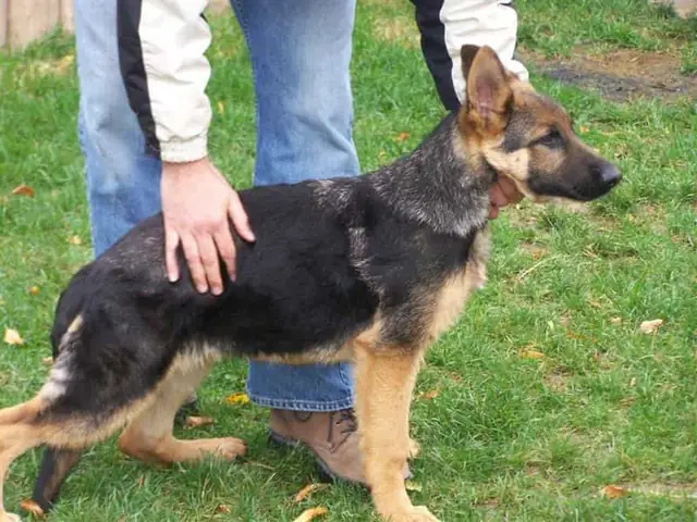 Cách Nuôi Chó Becgie Con 3 Tháng Tuổi Đến 5 Tháng Tuổi Cách Nuôi Chó Becgie Con 3 Tháng Tuổi Đến 5 Tháng Tuổi