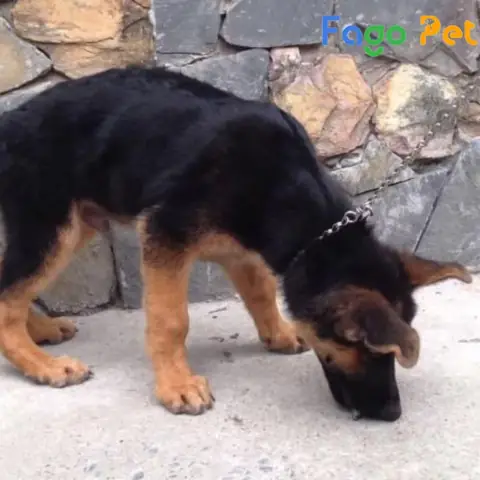 Những Lý Do Bạn Nên Nuôi Chó Becgie 3 Tháng Tuổi Những Lý Do Bạn Nên Nuôi Chó Becgie 3 Tháng Tuổi