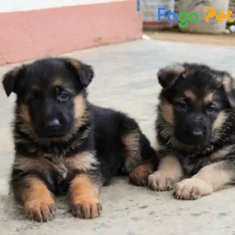 Ưu Điểm Khi Lựa Chọn Mua Chó Becgie 4 Tháng Tuổi Tại Fago Pet