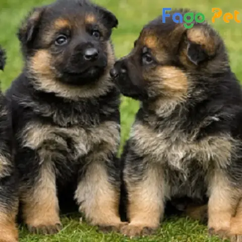 Những Lý Do Bạn Nên Nuôi Chó Becgie 4 Tháng Tuổi