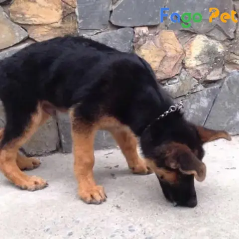 Giá Bán Chó Becgie 6 Tháng Tuổi Được Cập Nhật Mới Nhất Giá Bán Chó Becgie 6 Tháng Tuổi Được Cập Nhật Mới Nhất