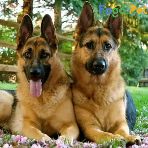 Địa Chỉ Bán Chó Becgie 6 Tháng Tuổi Đẹp Giá Tốt, Giấy Tờ Đầy Đủ Địa Chỉ Bán Chó Becgie 6 Tháng Tuổi Đẹp Giá Tốt, Giấy Tờ Đầy Đủ