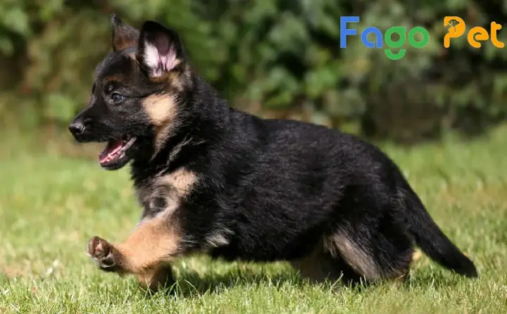 Ưu Điểm Khi Lựa Chọn Mua Cho Becgie 6 Tháng Tuổi Tại Fago Pet Ưu Điểm Khi Lựa Chọn Mua Cho Becgie 6 Tháng Tuổi Tại Fago Pet