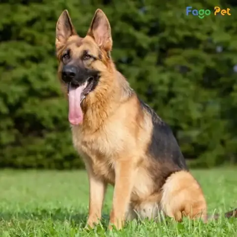 Huấn Luyện Chó Becgie Từ Những Điều Cơ Bản Nhất