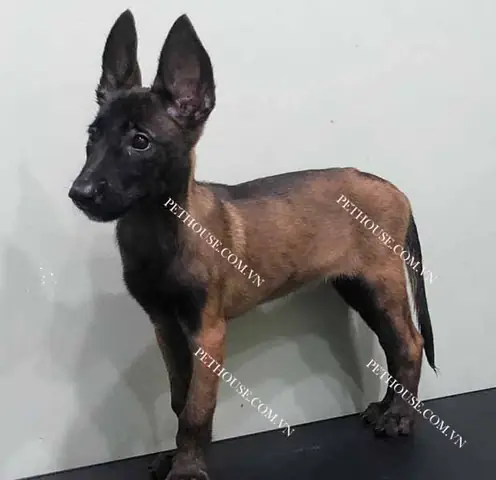 Chó Becgie Bỉ Đen Tuyền: Đặc Điểm, Chăm Sóc Và Nơi Tìm Hiểu Loài Chó Thông Minh Này