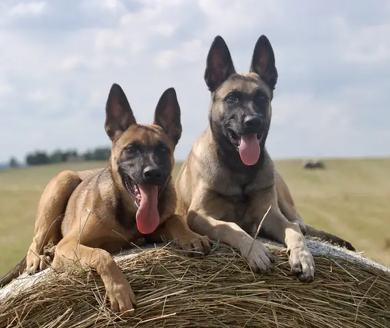 Bán Chó Malinois