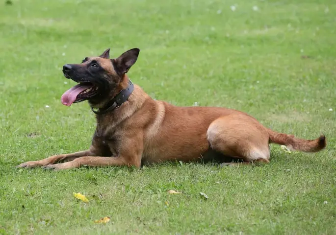 Mua Chó Malinois Ở Đâu?