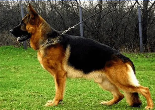 Nguyên Nhân Gây Nên Bệnh Hạ Bàn Ở Chó Becgie