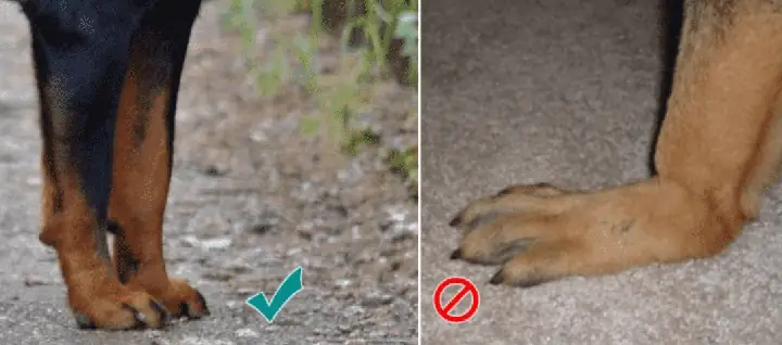 Bệnh Hạ Bàn Ở Chó Becgie