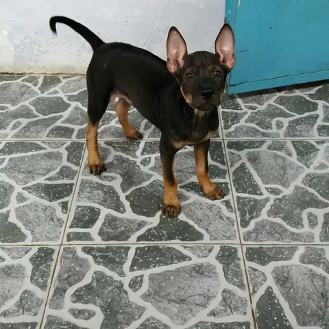 Chó Phú Quốc Lai Becgie Chó Phú Quốc Lai Becgie