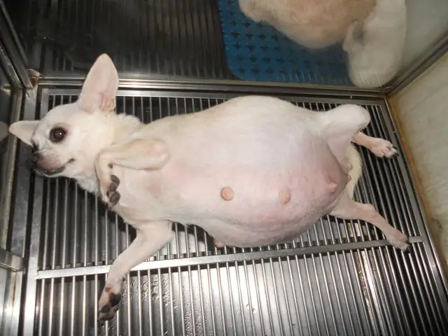 Chó Becgie Chửa Bao Nhiêu Ngày