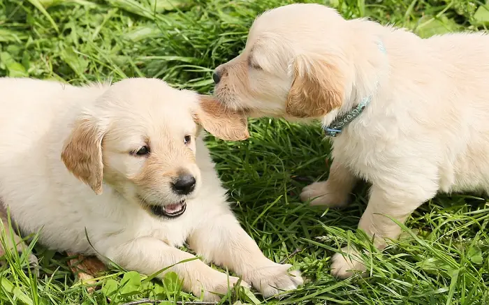 Cách Chọn Chó Khôn Cách Chọn Chó Khôn