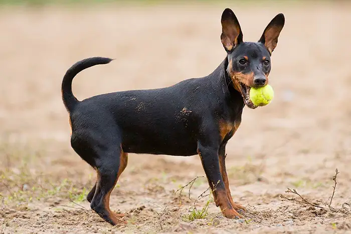 Chó Có Đốm Lưỡi Có Chỉ Số Thông Minh Cao? Chó Có Đốm Lưỡi Có Chỉ Số Thông Minh Cao?