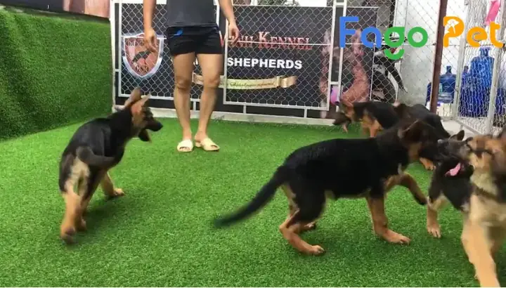 Ưu Điểm Khi Lựa Chọn Mua Chó Becgie 3 Tháng Tuổi Tại Fago Pet