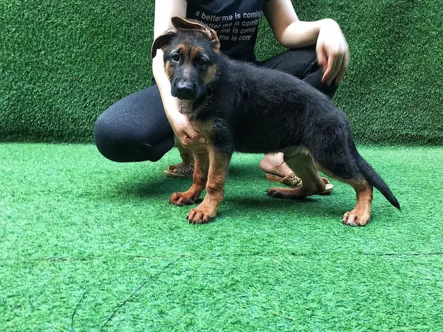 Chó Becgie Con Chó Becgie Con