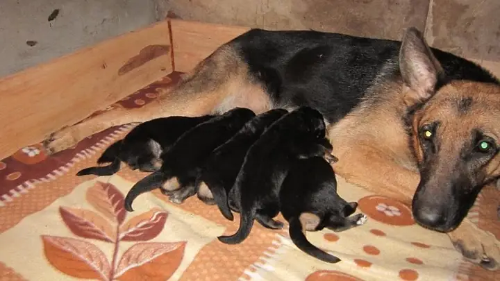 Chăm Sóc Chó Becgie Con Mới Đẻ: Hướng Dẫn Từ A Đến Z