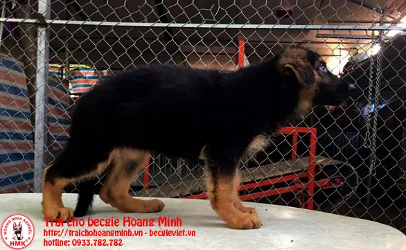 Mua Chó Becgie Tại Địa Chỉ Uy Tín Nhất, Thỏa Mãn Mọi Nhu Cầu Của Bạn Mua Chó Becgie Tại Địa Chỉ Uy Tín Nhất, Thỏa Mãn Mọi Nhu Cầu Của Bạn